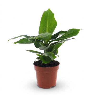 Green boutiQ - Musa Oriental Dwarf - Orientalische Zwergbanane - 1 Plant - Pot 12cm - Hoogte - 30cm