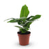 Green boutiQ - Musa Oriental Dwarf - Orientalische Zwergbanane - 1 Plant - Pot 12cm - Hoogte - 30cm Bild 2