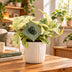 Epipremnum Snow Leopard: Tropische Eleganz mit Grün-Creme-Muster Bild 2