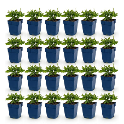 Green boutiQ - Perennial - Salvia nem. Sense Deepl Blue - Sage - Bee and Butterfly Attractors - Purple - 24 Plants - Pot 11cm - Height 15-25cm