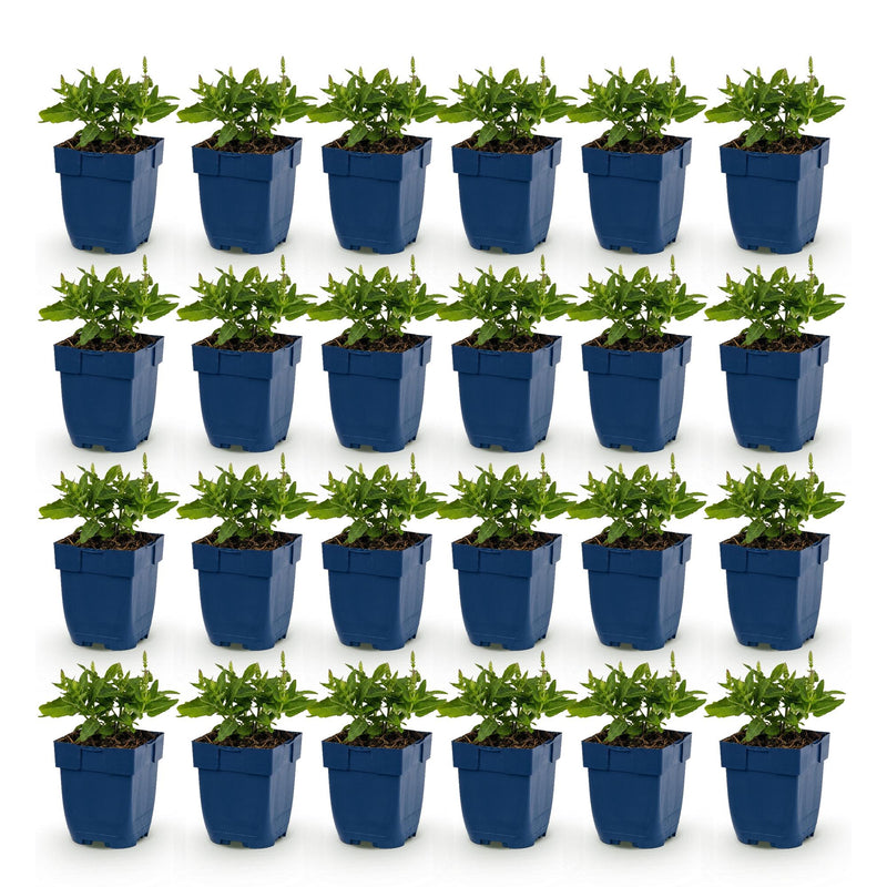 Green boutiQ - Perennial - Salvia nem. Sense Deepl Blue - Sage - Bee and Butterfly Attractors - Purple - 24 Plants - Pot 11cm - Height 15-25cm
