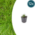 12x Festuca gautieri Ziergras (10-25cm) - Robuste Bodendecker Bild 1