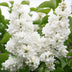 Flieder 'Mme Lemoine' (Syringa vulgaris) - Weiß, Duftend, 1 Pflanze Bild 6