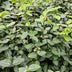 24x Euonymus fortunei radicans - ↕10-25cm - Ø9cm Bild 6