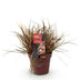 GreenboutiQ Uncinia rubra Everflame - Rotes Ziergras, winterhart, Topf 17cm Bild 2