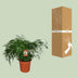 Zimmerpflanze Asparagus Setaceus - Ø27cm - ↕70cm Bild 4