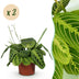 Green boutiQ Maranta Lemon Lime - 2 Pflanzen - Topf 12cm Bild 1
