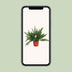 Asparagus 'D. Meyers' - Farn mit Federlaub (Ø27cm, ↕60cm) Bild 6