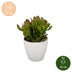 Crassula Ovata - Geldbaum - Grün - Sukkulente/Kaktus - incl. witte pot - Ø12cm Bild 5