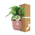 Monstera 'Monkey Leaf' in ELHO Vibes Fold 14cm pink pot Bild 4