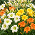 Green boutiQ - Perennial - Hemerocallis Tricolour - Daylily - Bee and butterfly attractors - Cream - Yellow - Red - 24 Plants - Pot 11cm - Height 15-25cm Bild 4