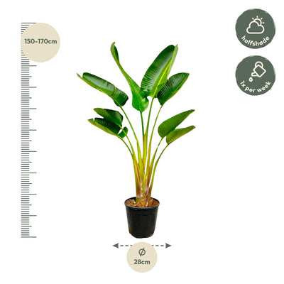 Strelitzia Augusta (Paradiesvogelblume) 160 cm, Ø21-24cm