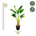 Strelitzia Augusta (Paradiesvogelblume) 160 cm, Ø21-24cm Bild 2