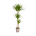 Dracaena Marginata Green Zimmerpflanze | 130-150cm, Topf Ø24cm Bild 1