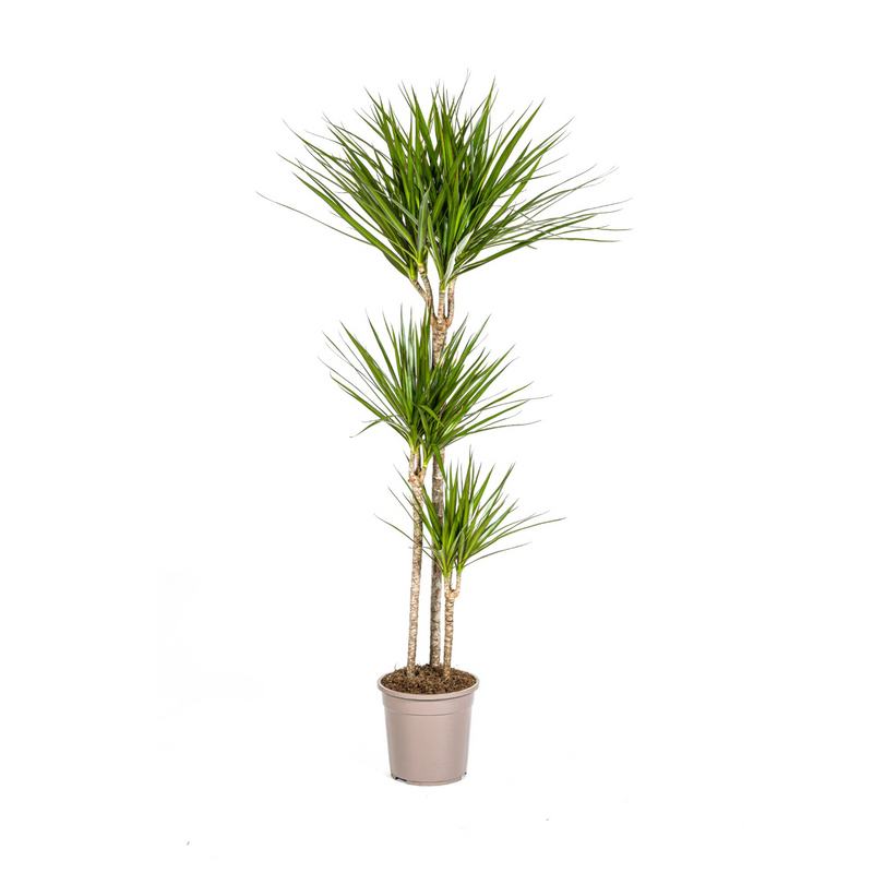 Dracaena Marginata Green Zimmerpflanze | 130-150cm, Topf Ø24cm