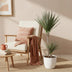 Dracaena Marginata Bicolor (Dragon Tree) Pot 21cm, 90-100cm, White Planter Bild 5