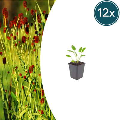 Sanguisorba o. 'Tanna' – 12x Pflanzen – 10-25cm hoch – Ø9cm Topf