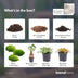 DIY Pflanzen-Terrarium Starterpaket mit Ficus Ginseng Bonsai Bild 6