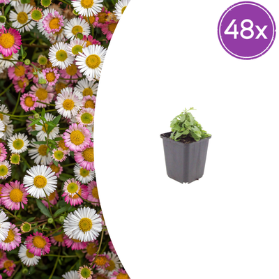 48x Mexikanisches Gänseblümchen (Erigeron karvinskianus) - 10-25cm