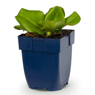 Green boutiQ - Perennials - Bergenia cordifolia - Heartleaf Bergenia - Shade - Pink - 1 Plant - Pot 11cm - Height 15-25cm