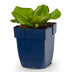 Bergenia cordifolia Herzblatt: Rosa Blüte, Schattenstaude, 1 Pflanze, Topf 11cm Bild 2