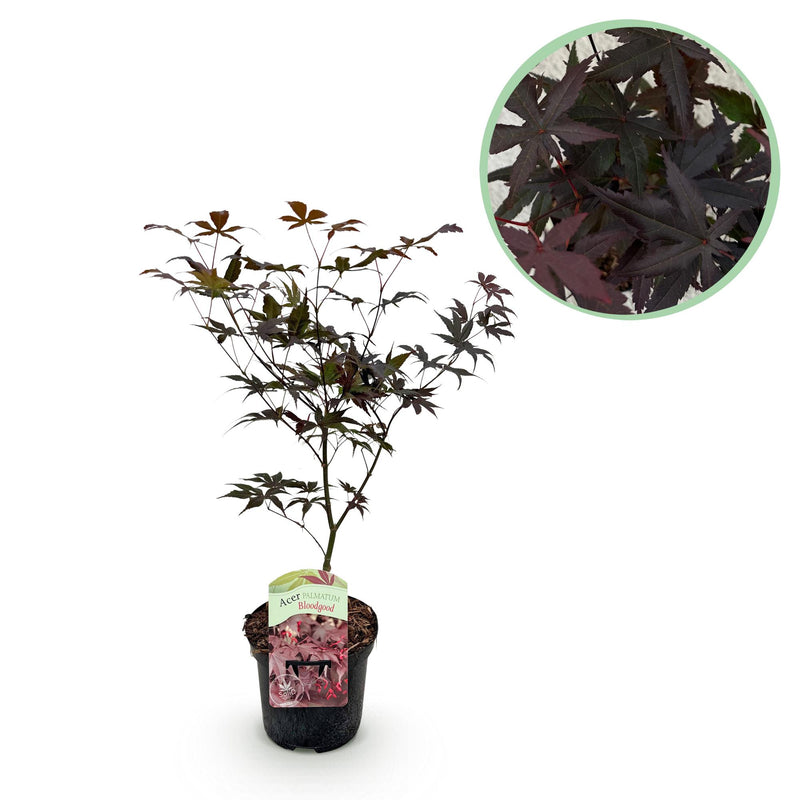 Japanischer Ahorn 'Bloodgood' (Acer palmatum) - Roter Laubbaum, 70cm, Topf 19cm