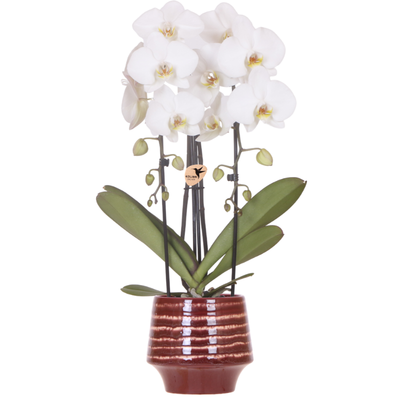 Kolibri Orchids | Weiße Niagara Falls Orchidee + Moonstone burgundy Übertopf – Topfgröße Ø12cm | blühende Zimmerpflanze – frisch vom Züchter
