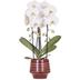 Kolibri Orchids | White Niagara Falls Orchid + Moonstone burgundy Pot – Pot size Ø12cm | flowering houseplant – fresh from the grower Bild 1