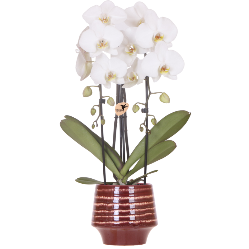 Kolibri Orchids | White Niagara Falls Orchid + Moonstone burgundy Pot – Pot size Ø12cm | flowering houseplant – fresh from the grower