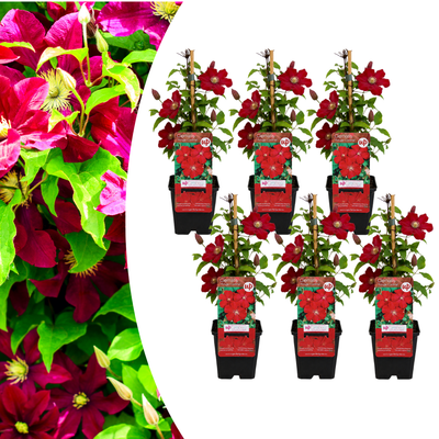 6x Clematis 'Rouge Cardinal' – Rote Kletterpflanze im P9 Topf