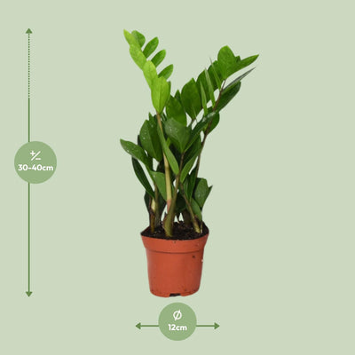 ZZ-Pflanze (Zamioculcas Zamiifolia) - Ø12cm - ↕40cm