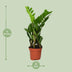 ZZ-Pflanze (Zamioculcas Zamiifolia) - Ø12cm - ↕40cm Bild 2