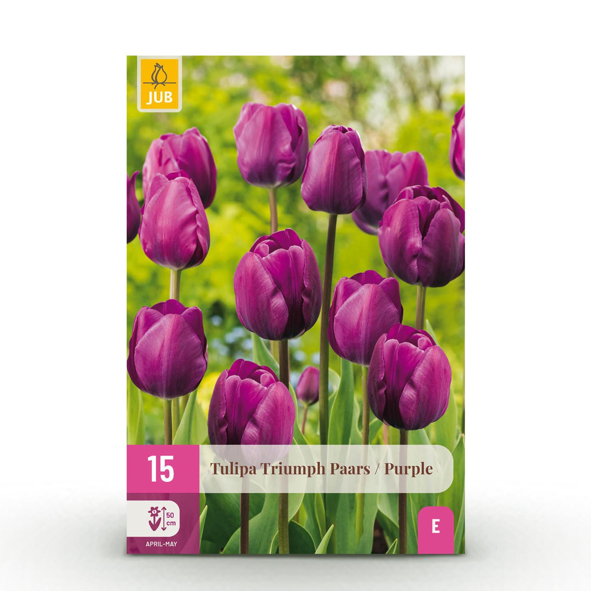 GreenboutiQ - Blumenzwiebeln - Tulp Triumph Purple - Bulbs Hardy Perennial - Farbe Lila - 15 Stück - Zwiebelgröße 11/12 - XXL Pack