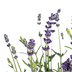 8x Lavender 'Angustifolia' in a 13cm pot, 30-40cm high Bild 3