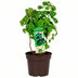 Bio Schwarze Johannisbeere 'Little Black Sugar' im 23cm Topf, 50cm hoch Bild 1
