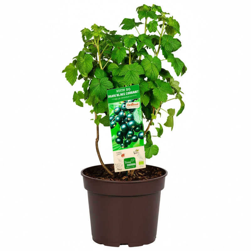 Bio Schwarze Johannisbeere 'Little Black Sugar' im 23cm Topf, 50cm hoch