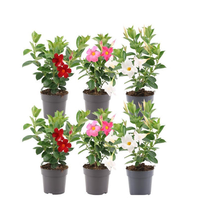 Dipladenia Mix: 6 Pflanzen in Pink, Weiß & Rot, Ø12cm