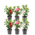 Dipladenia Mix - 2 x Mandevilla pink - 2 x Mandevilla white - 2 x Mandevilla red Ø12 cm - ↕25 cm Bild 1