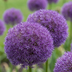 2x Allium Pinball Wizard - Lila Kugel-Lauch Zwiebeln 18/20 Bild 1