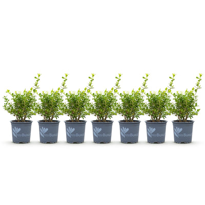 BetterBuxus Babylon Beauty: 7 widerstandsfähige Pflanzen für 1m Hecke