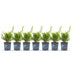 BetterBuxus Babylon Beauty: 7 widerstandsfähige Pflanzen für 1m Hecke Bild 2