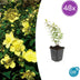 48x Hypericum 'Hidcote' - ↕10-25cm - Ø9cm Bild 1