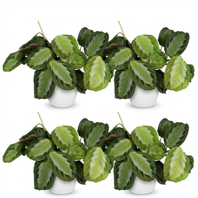 Green boutiQ Maranta Fascinator Silverband Zimmerpflanze (4er-Pack)