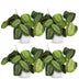 Green boutiQ Maranta Fascinator Silverband Zimmerpflanze (4er-Pack) Bild 2