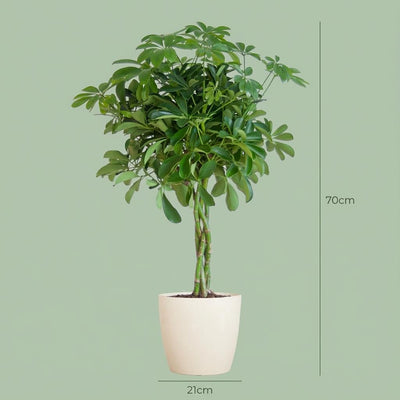Schefflera Arab Nora Topf Weiss 70cm Ø21