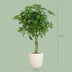 Schefflera Arab Nora White Pot 70cm Ø21 Bild 2