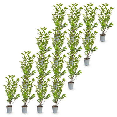 Green boutiQ - 16x Ligustrum ovalifolium - Gewöhnlicher Liguster - Heckenpflanzen - Immergrün - Grün - Topf 9cm - Höhe 35-45cm