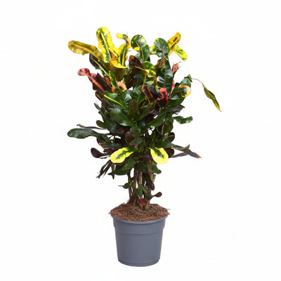 Croton Mammi: Farbenfrohe Zimmerpflanze im Ø17cm Topf, 60cm hoch