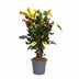 Croton Mammi: Colorful Houseplant in a Ø17cm Pot, 60cm Tall Bild 1