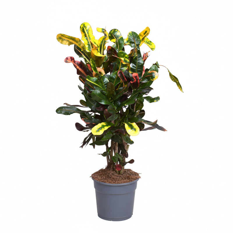 Croton Mammi: Colorful Houseplant in a Ø17cm Pot, 60cm Tall